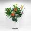 Camelia naranja con maceta cerámica