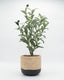 Olivo artificial 50 cm maceta concreto