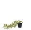 Enredadera vinca negra artificial unidad
