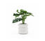 Monstera 12CM de Ancho X 30CM de Alto Florero Ceramico Blanco