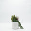 Terrario suculenta florero ceramica