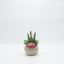 Terrario suculenta florero ceramico