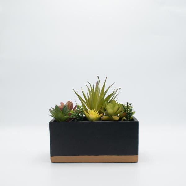 Terrario suculenta maceta rectangular