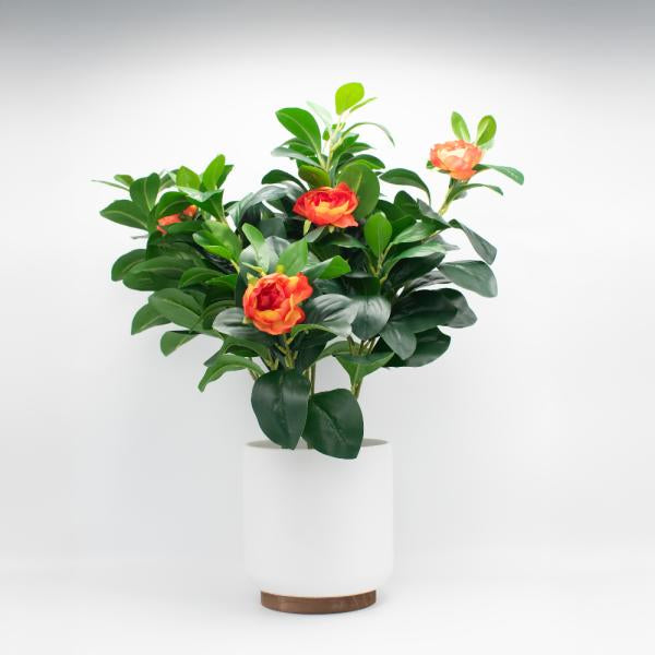 Camelia Naranjas con Maceta Ceramica