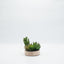 Terrario suculenta artificial base madera