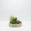 Terrario base de madera decorativo