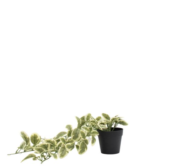 Enredadera Vinca Negra