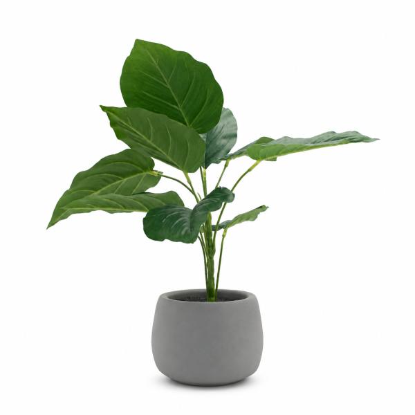 Filodendro 43CM de Alto X 11CM de Ancho Maceta Concreto Gris
