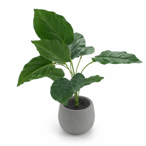 Filodendro 43CM de Alto X 11CM de Ancho Maceta Concreto Gris