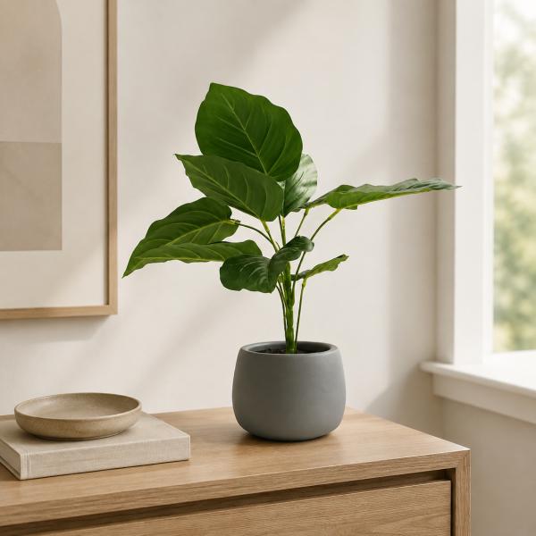 Filodendro 43CM de Alto X 11CM de Ancho Maceta Concreto Gris